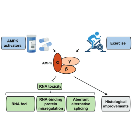 DM1 AMPK 500x500.png