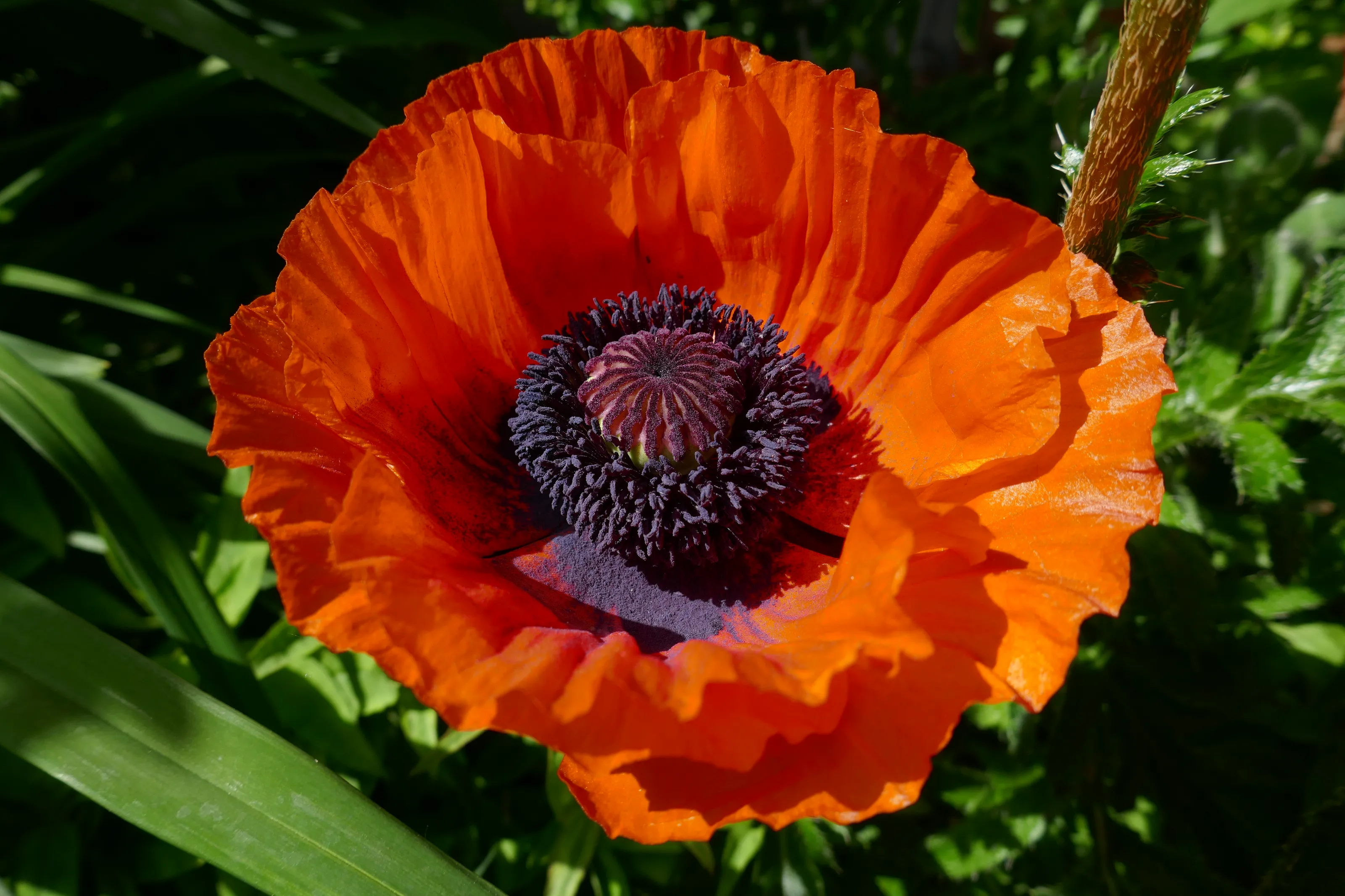 Mohn.webp