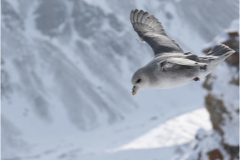 Northern Fulmar on Devon Island (Photo: M. Mallory)