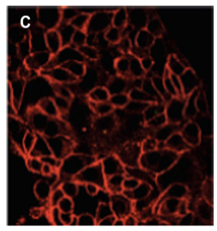 Screenshot 2025-10-25 161651.png