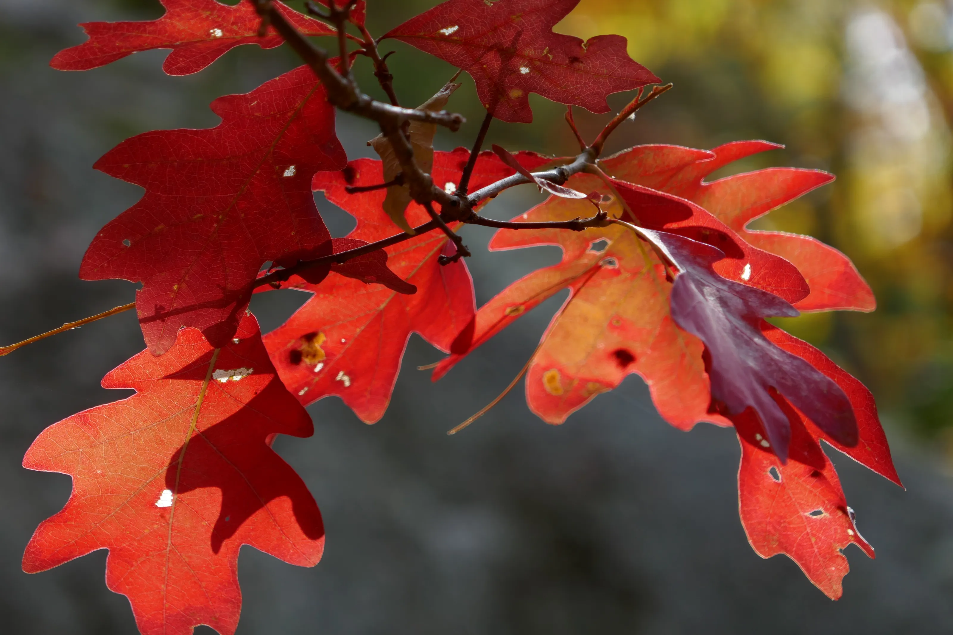 Red oak in Gatineau Park