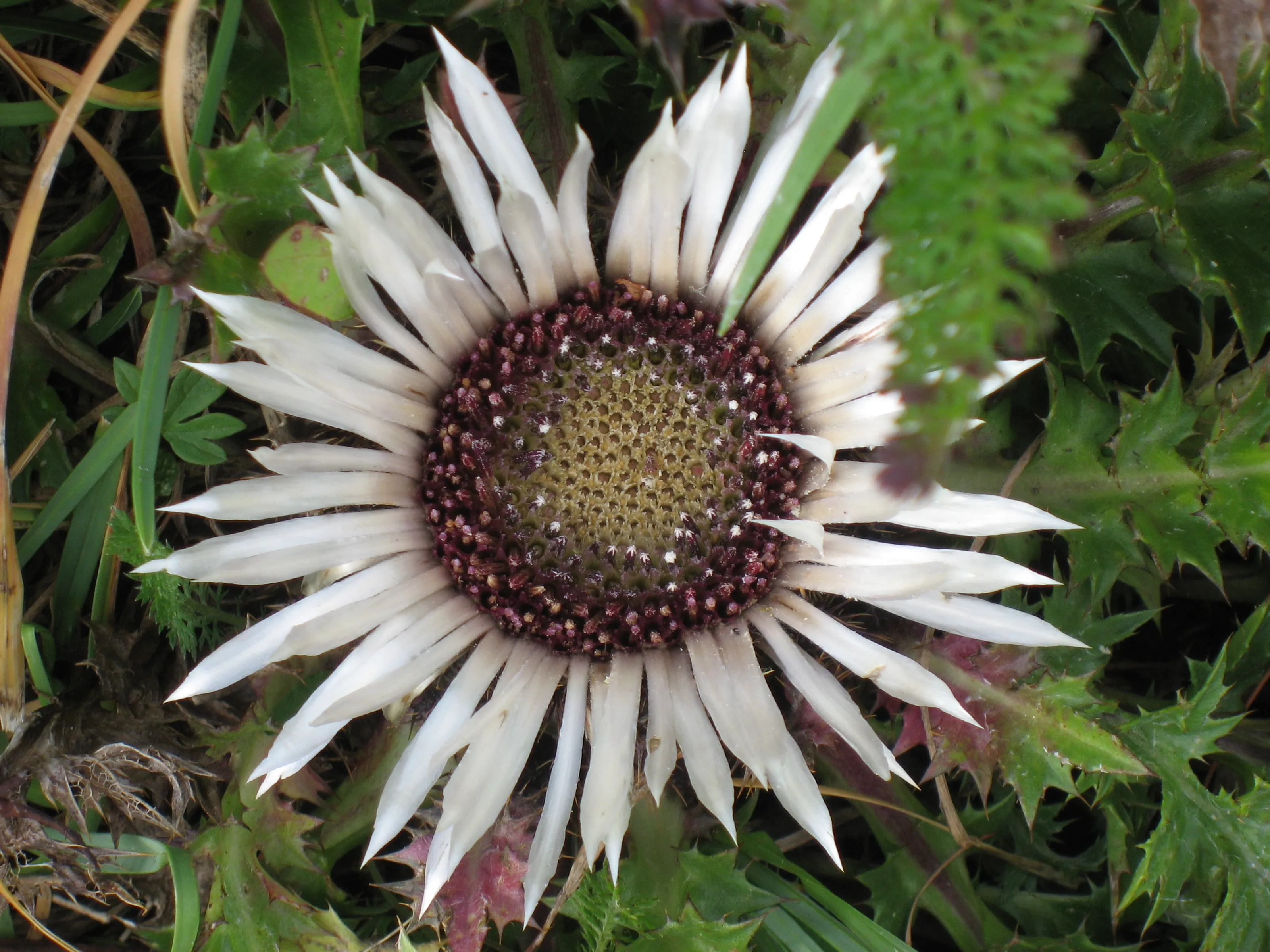 The background image.