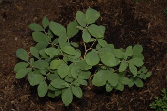 plant.jpg