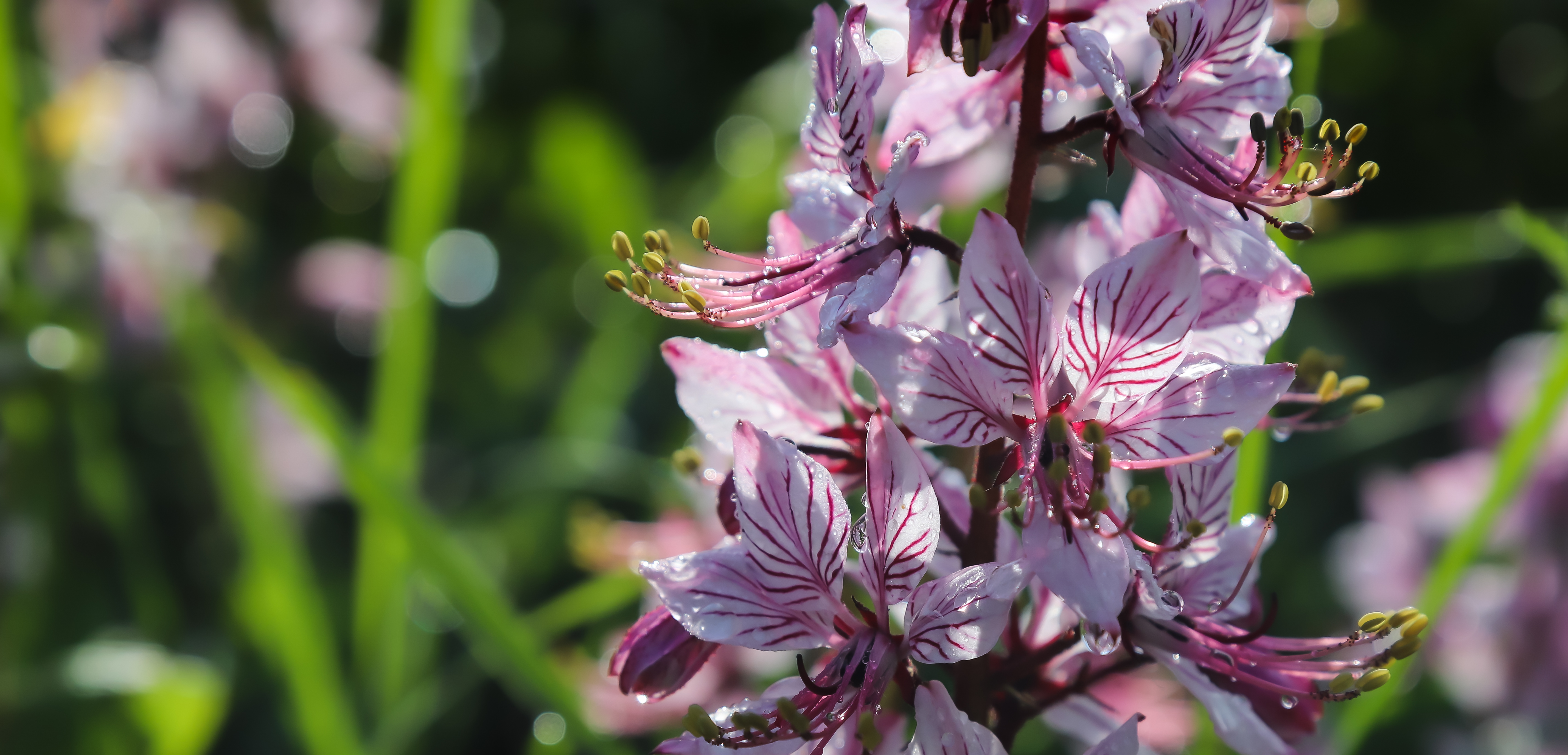 dictamnus-pinkpurple-flowers-bloom-wild-drops-dew-sunlight.jpg