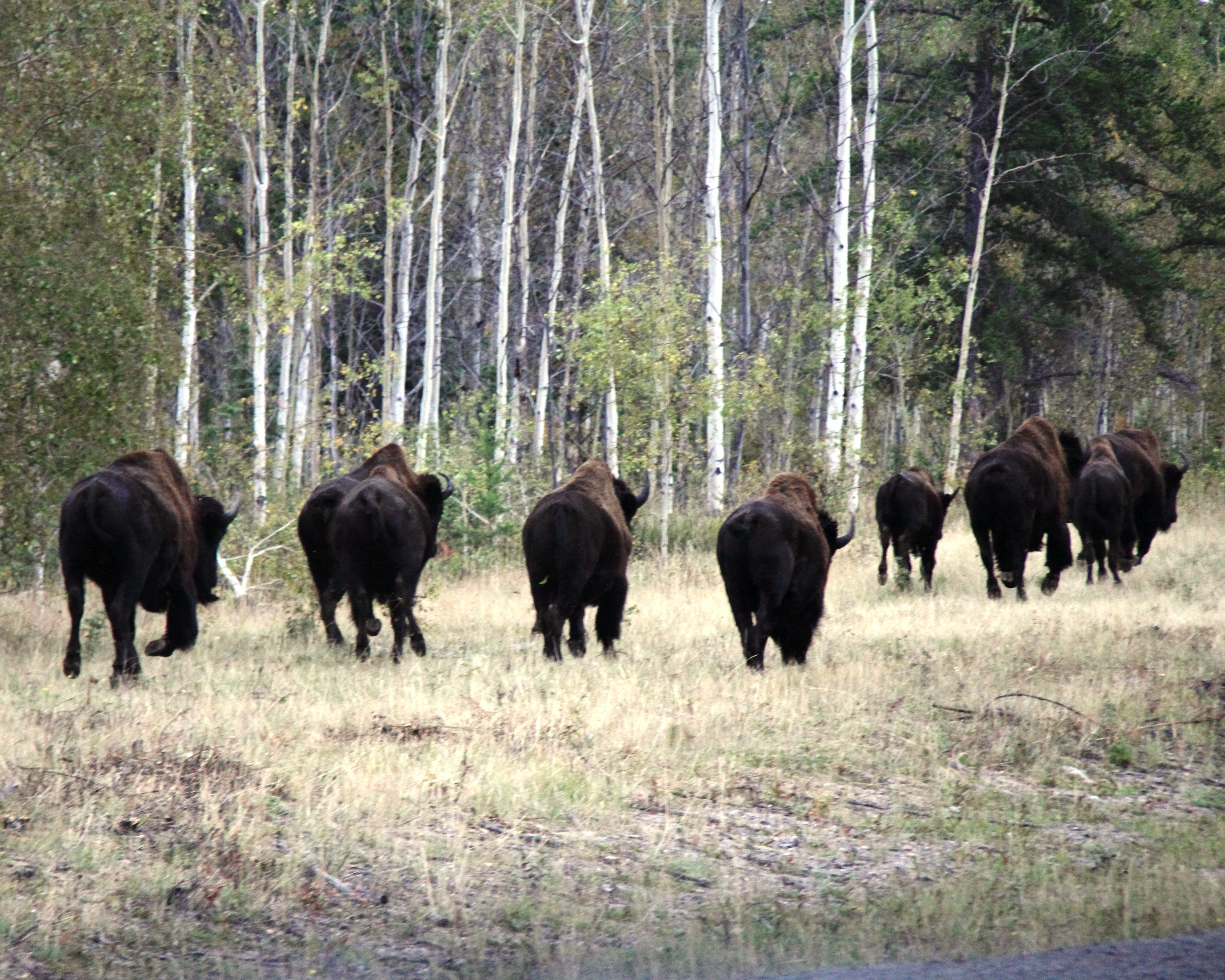 Bison herd in NWT