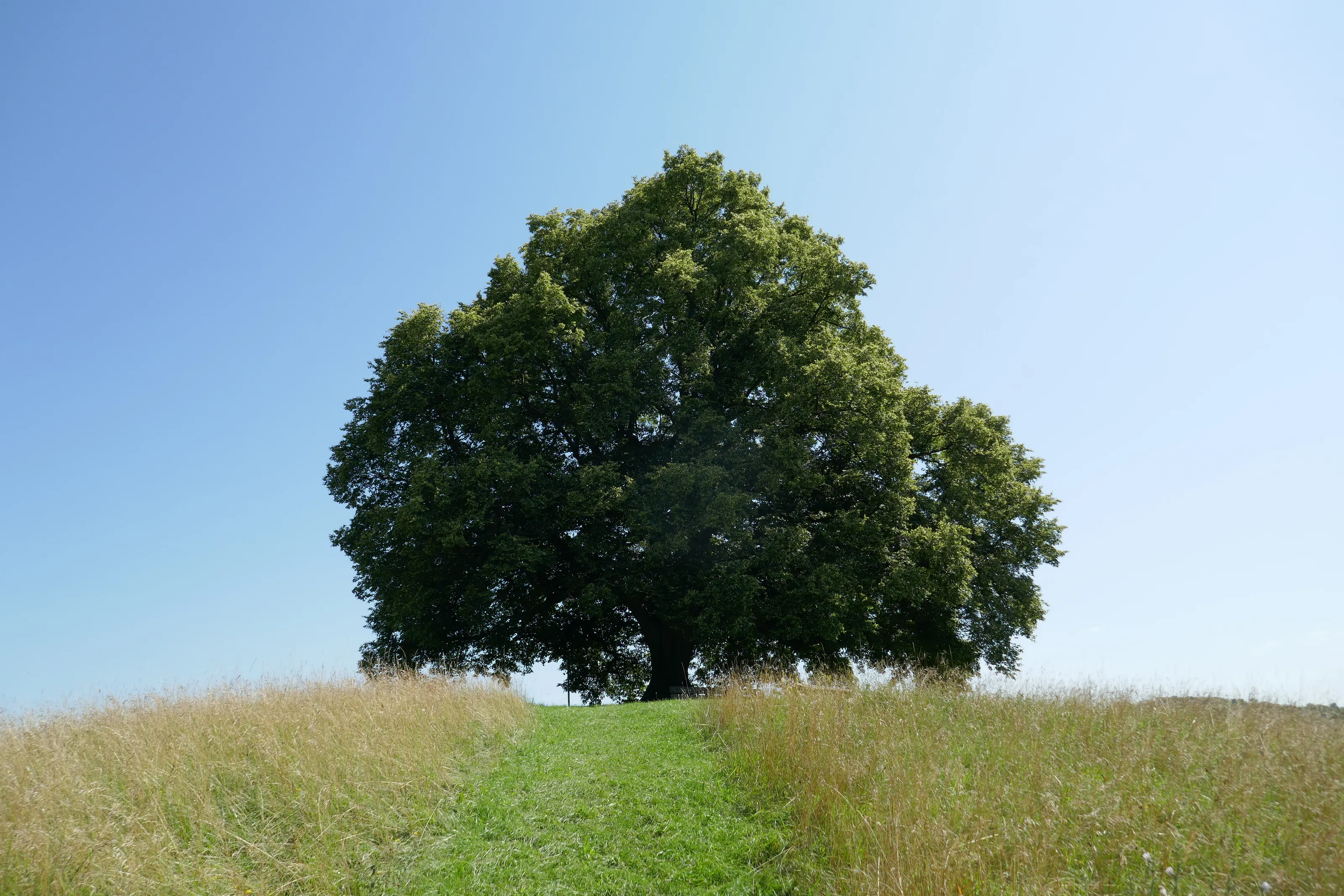 "Friedenslinde" (Linden tree of peace) Bronnweiler, Germany