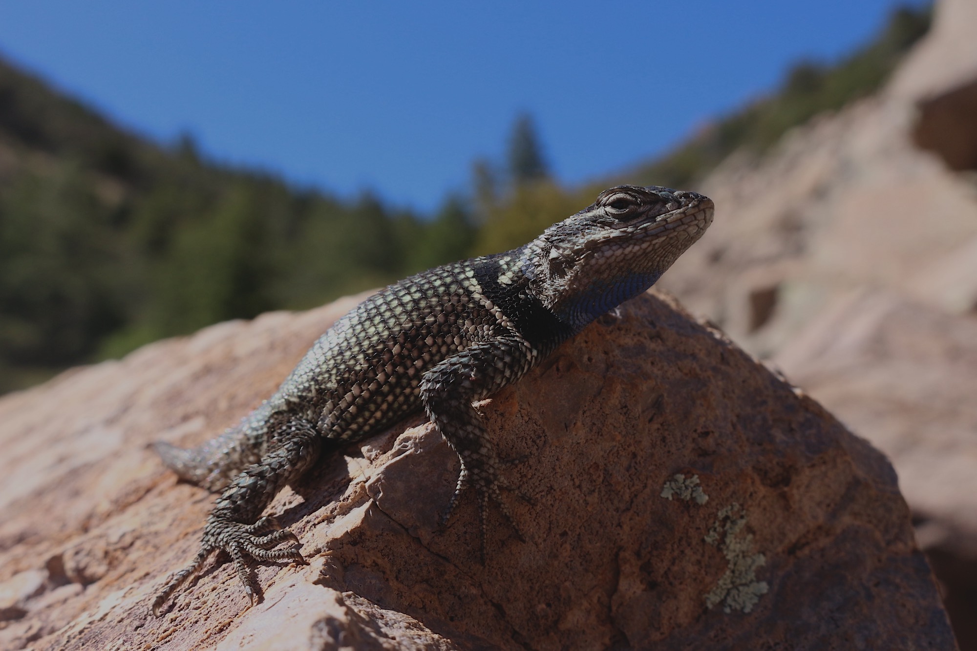 pic_sceloporus_fond.jpg