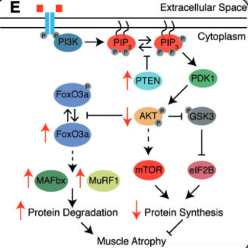 Stau1 Atrohy 500x500.png
