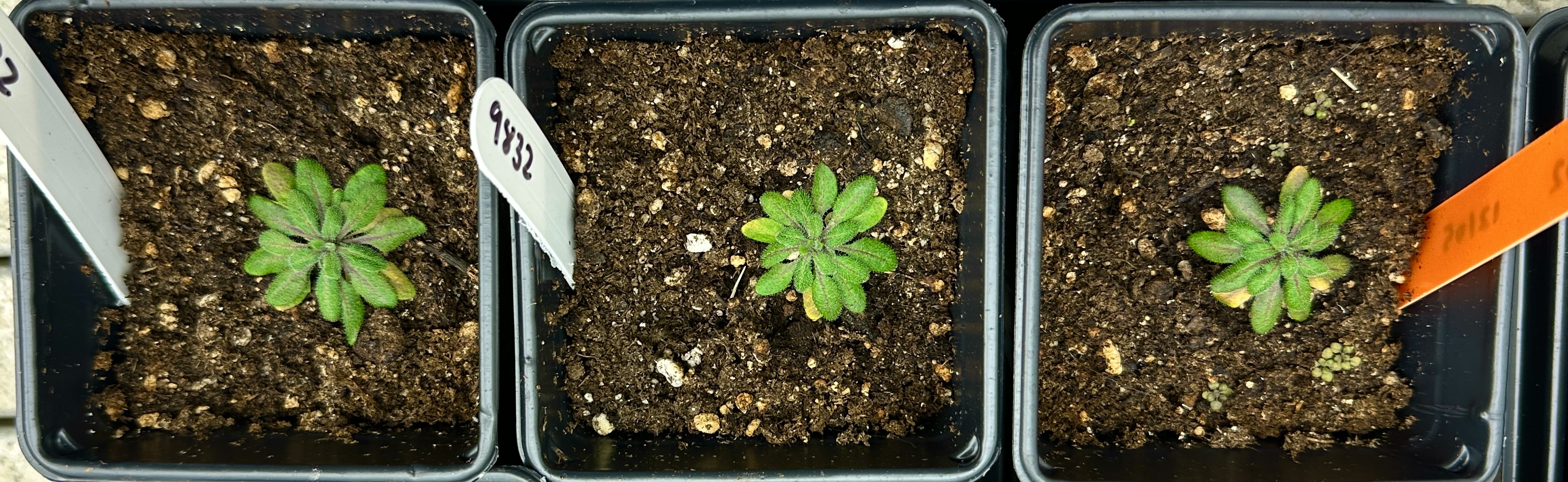 Website - arabidopsis.jpg