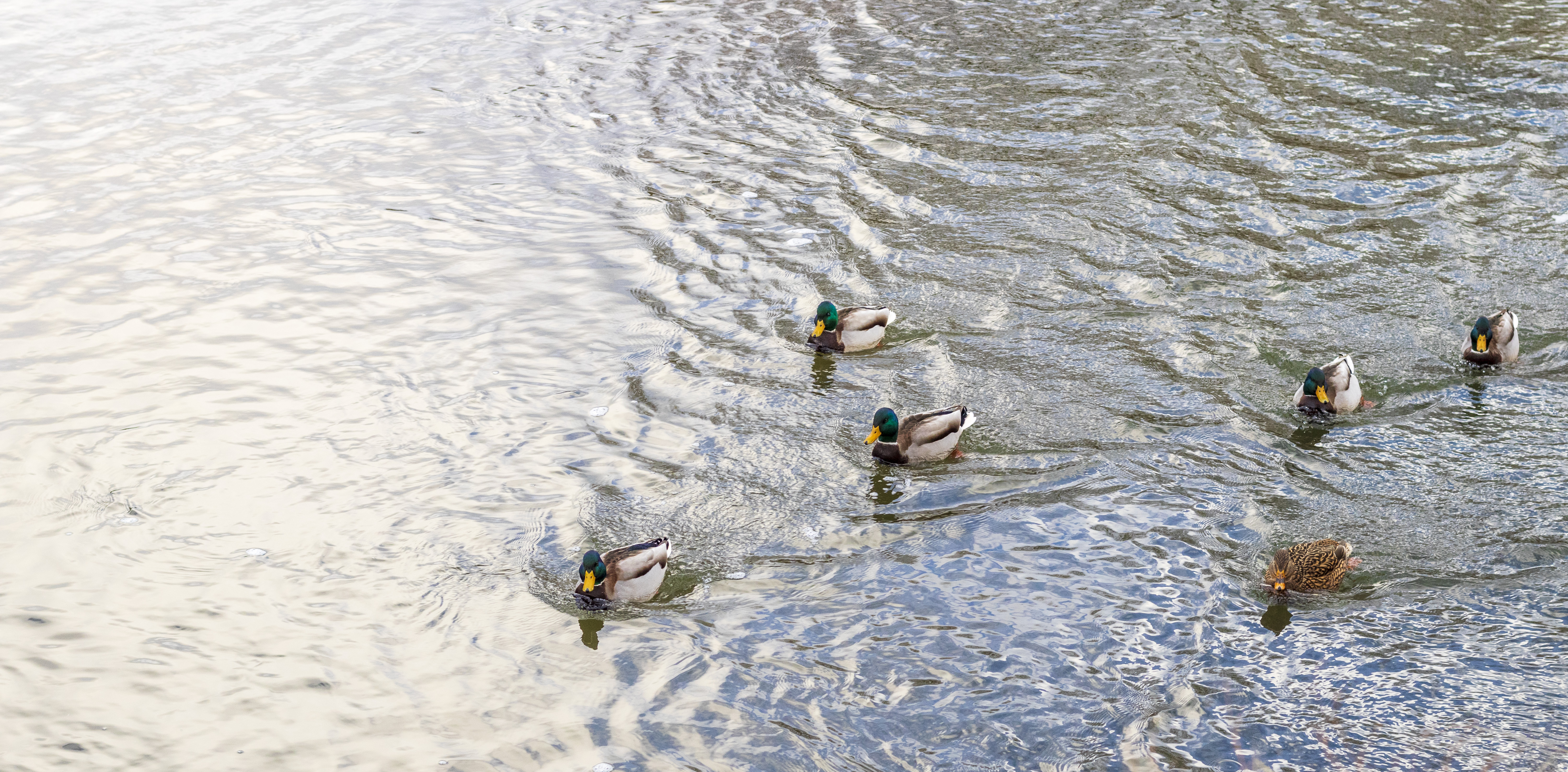 close-up-shot-ducks-pond-nature.jpg